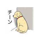 ラブラドールレトリバー (イエロー)（個別スタンプ：21）