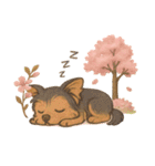 ヨークシャー・テリアと桜のスタンプ@SFW（個別スタンプ：3）