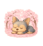 ヨークシャー・テリアと桜のスタンプ@SFW（個別スタンプ：10）