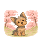 ヨークシャー・テリアと桜のスタンプ@SFW（個別スタンプ：24）