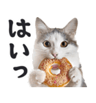 にゃんとも！（敬語やさしい日常）ドーナツ（個別スタンプ：3）