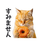 にゃんとも！（敬語やさしい日常）ドーナツ（個別スタンプ：15）