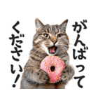 にゃんとも！（敬語やさしい日常）ドーナツ（個別スタンプ：17）