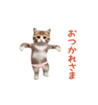 踊る！おパンツ猫（個別スタンプ：1）