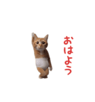 踊る！おパンツ猫（個別スタンプ：3）