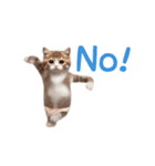 踊る！おパンツ猫（個別スタンプ：6）