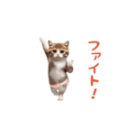 踊る！おパンツ猫（個別スタンプ：15）