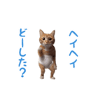 踊る！おパンツ猫（個別スタンプ：18）