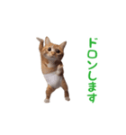 踊る！おパンツ猫（個別スタンプ：20）