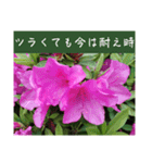 謙虚な躑躅（個別スタンプ：3）