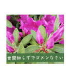 謙虚な躑躅（個別スタンプ：4）
