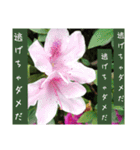 謙虚な躑躅（個別スタンプ：5）