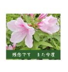謙虚な躑躅（個別スタンプ：8）