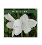 謙虚な躑躅（個別スタンプ：12）