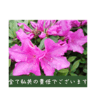 謙虚な躑躅（個別スタンプ：14）