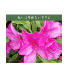謙虚な躑躅（個別スタンプ：15）