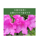 謙虚な躑躅（個別スタンプ：16）