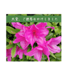 謙虚な躑躅（個別スタンプ：17）