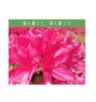 謙虚な躑躅（個別スタンプ：20）
