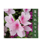 謙虚な躑躅（個別スタンプ：22）