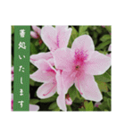 謙虚な躑躅（個別スタンプ：24）