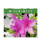 謙虚な躑躅（個別スタンプ：28）