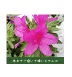謙虚な躑躅（個別スタンプ：29）