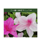 謙虚な躑躅（個別スタンプ：31）