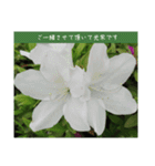 謙虚な躑躅（個別スタンプ：32）