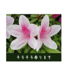 謙虚な躑躅（個別スタンプ：33）
