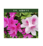謙虚な躑躅（個別スタンプ：35）