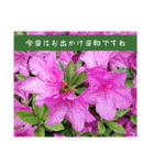 謙虚な躑躅（個別スタンプ：37）