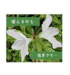 謙虚な躑躅（個別スタンプ：40）