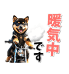 ツーリング♡バイク好き 黒柴 (春夏)（個別スタンプ：17）