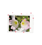 お花たちの街（個別スタンプ：1）