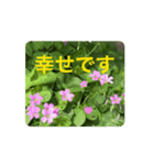お花たちの街（個別スタンプ：2）