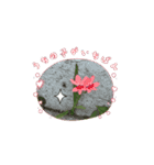 お花たちの街（個別スタンプ：5）