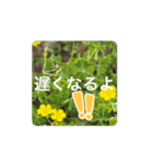 お花たちの街（個別スタンプ：7）