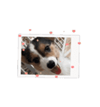 コーギー犬 とらまるくん（個別スタンプ：2）