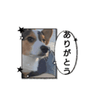 コーギー犬 とらまるくん（個別スタンプ：3）