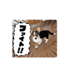 コーギー犬 とらまるくん（個別スタンプ：5）