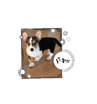 コーギー犬 とらまるくん（個別スタンプ：6）