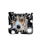 コーギー犬 とらまるくん（個別スタンプ：7）