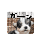 コーギー犬 とらまるくん（個別スタンプ：8）
