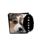 コーギー犬 とらまるくん（個別スタンプ：9）