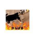 コーギー犬 とらまるくん（個別スタンプ：10）