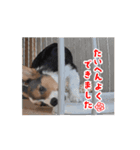コーギー犬 とらまるくん（個別スタンプ：11）