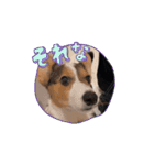 コーギー犬 とらまるくん（個別スタンプ：13）