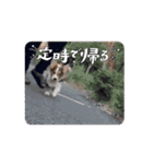 コーギー犬 とらまるくん（個別スタンプ：14）