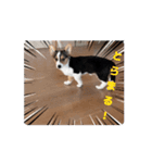 コーギー犬 とらまるくん（個別スタンプ：15）